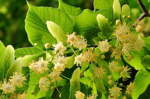 リンデンフラワー