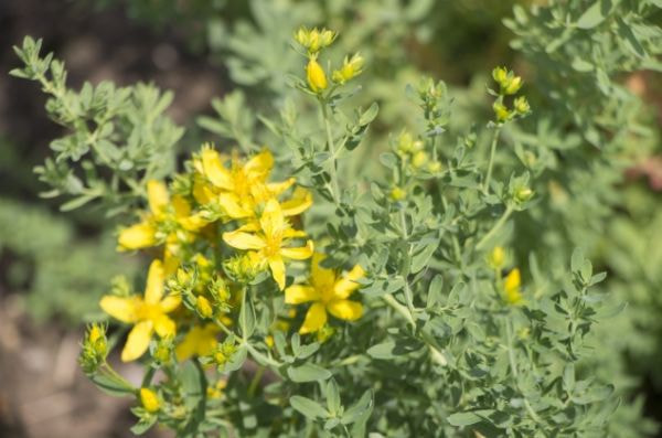 セントジョンズワート